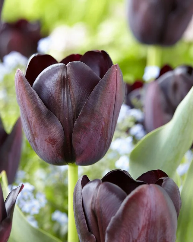 Buy Queen of Night - 25 bulbs Online | Burnside Farms Tulip Bulbs